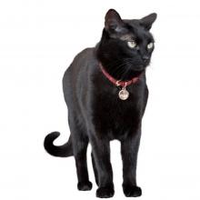 Cat Leather Collar Image