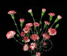 Spray Carnation - Hello Image